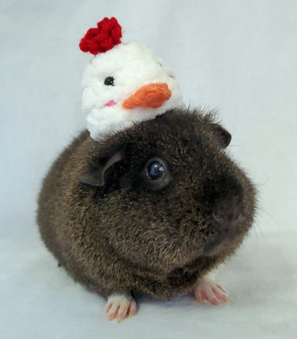 Crochet Chicken and Pig Hats for Guinea Pigs, Bunnies, Cats, Hamsters, Chinchillas, and Other Small Pets I Small Handmade Hat Accessories MakerPlace